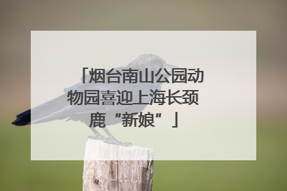 烟台南山公园动物园喜迎上海长颈鹿“新娘”