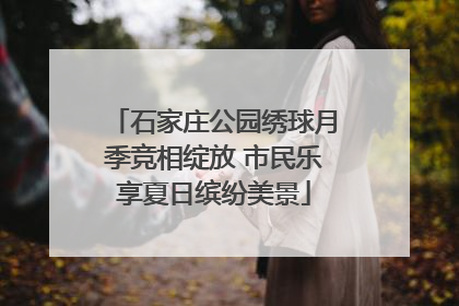 石家庄公园绣球月季竞相绽放 市民乐享夏日缤纷美景