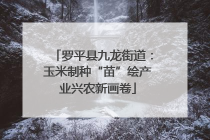 罗平县九龙街道：玉米制种“苗”绘产业兴农新画卷