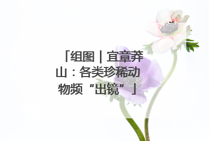 组图｜宜章莽山：各类珍稀动物频“出镜”