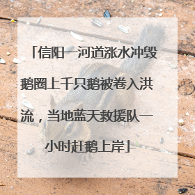信阳一河道涨水冲毁鹅圈上千只鹅被卷入洪流，当地蓝天救援队一小时赶鹅上岸