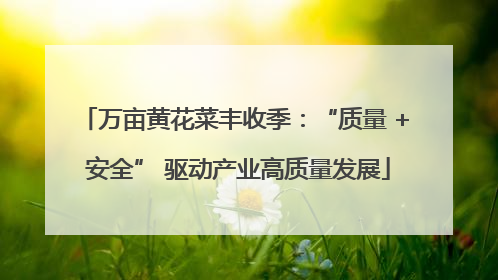 万亩黄花菜丰收季：“质量 + 安全” 驱动产业高质量发展