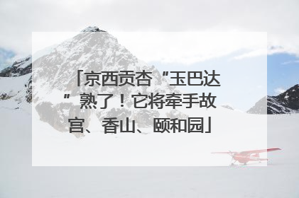 京西贡杏“玉巴达”熟了！它将牵手故宫、香山、颐和园