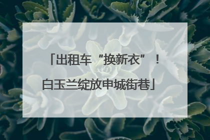 出租车“换新衣”！白玉兰绽放申城街巷