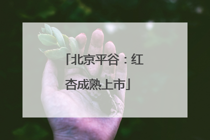 北京平谷：红杏成熟上市