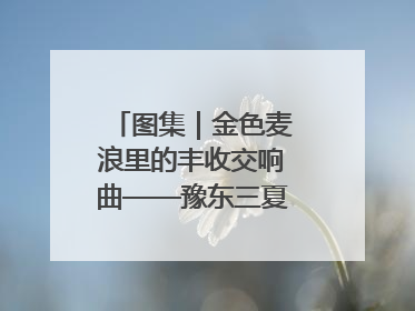 图集｜金色麦浪里的丰收交响曲——豫东三夏抢收纪实