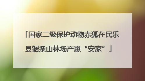 国家二级保护动物赤狐在民乐县锯条山林场产崽“安家”