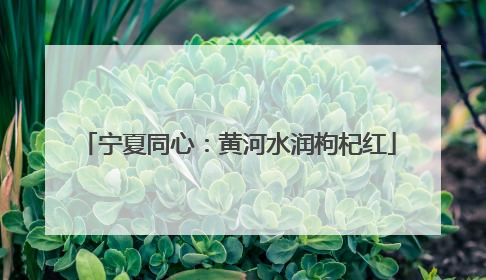宁夏同心：黄河水润枸杞红