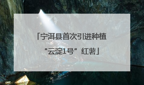 宁洱县首次引进种植“云淀1号”红薯