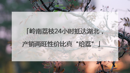 岭南荔枝24小时抵达湖北，产销两旺性价比真“给荔”