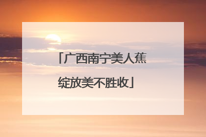 广西南宁美人蕉绽放美不胜收