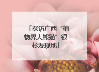 探访广西“植物界大熊猫”银杉发现地