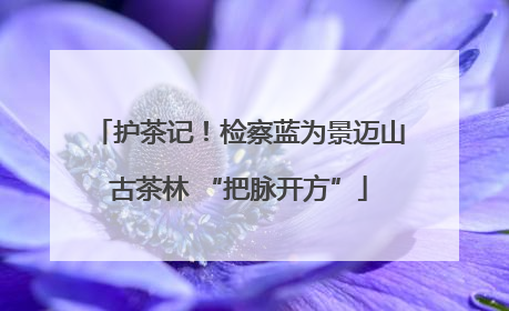 护茶记！检察蓝为景迈山古茶林 “把脉开方”