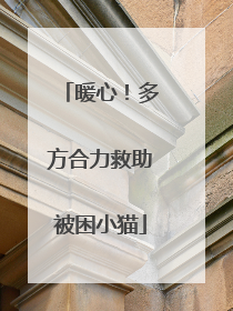 暖心！多方合力救助被困小猫