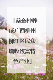 桑蚕种养成广西柳州柳江区民众增收致富特色产业