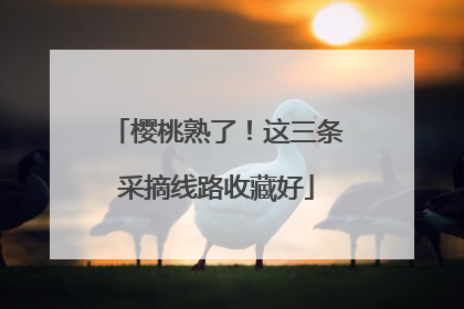 樱桃熟了！这三条采摘线路收藏好