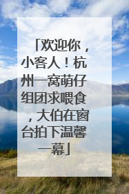 欢迎你，小客人！杭州一窝萌仔组团求喂食，大伯在窗台拍下温馨一幕