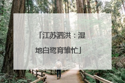 江苏泗洪：湿地白鹭育雏忙