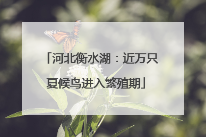 河北衡水湖：近万只夏候鸟进入繁殖期