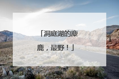 洞庭湖的麋鹿，最野！