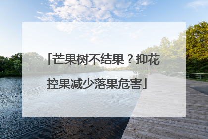 芒果树不结果？抑花控果减少落果危害