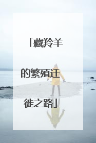 藏羚羊的繁殖迁徙之路