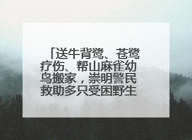送牛背鹭、苍鹭疗伤、帮山麻雀幼鸟搬家，崇明警民救助多只受困野生保护鸟类