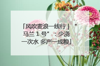 风吹麦浪一线行｜“马兰 1 号”：少浇一次水 多产一成粮
