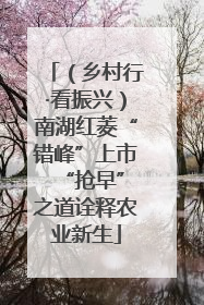 （乡村行·看振兴）南湖红菱“错峰”上市 “抢早”之道诠释农业新生