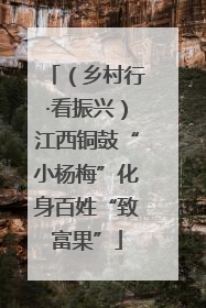 （乡村行·看振兴）江西铜鼓“小杨梅”化身百姓“致富果”
